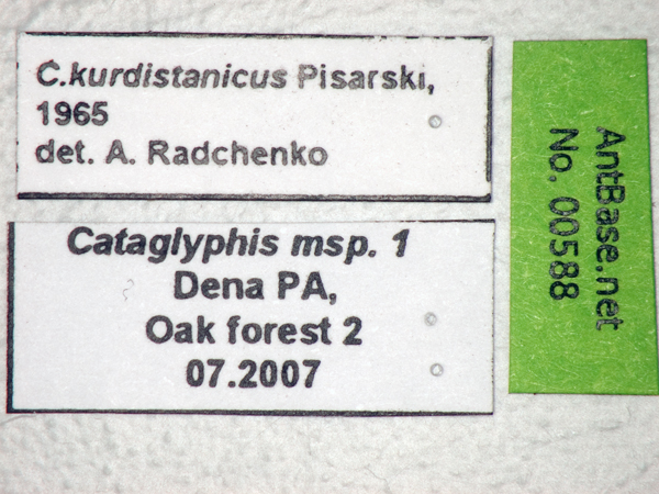Cataglyphis kurdistanicus label