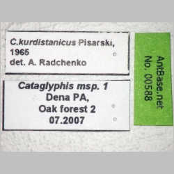 Cataglyphis kurdistanicus Pisarski, 1965 label