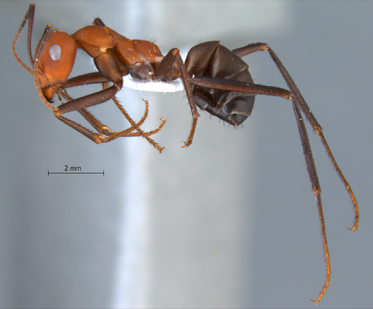 Cataglyphis kurdistanicus lateral