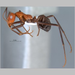 Cataglyphis kurdistanicus Pisarski, 1965 lateral
