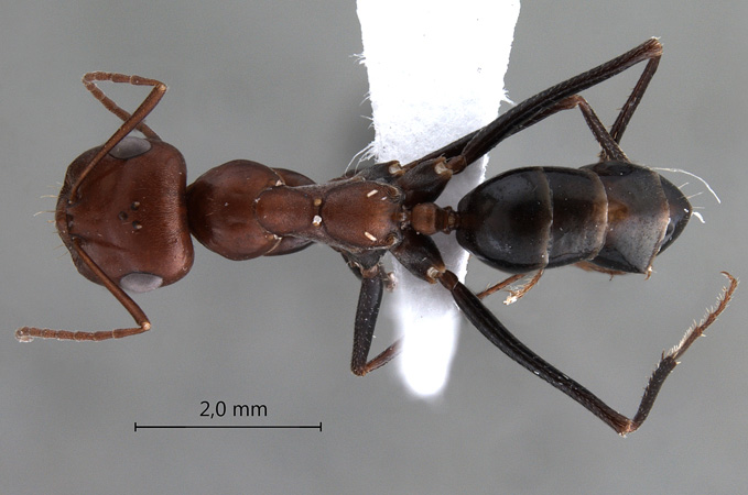 Cataglyphis ruber dorsal
