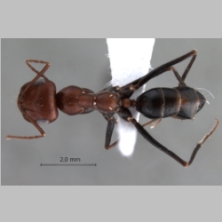 Cataglyphis ruber Forel, 1903 dorsal