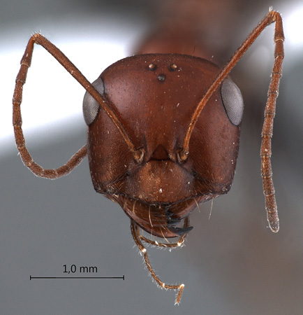 Cataglyphis ruber frontal
