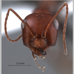 Cataglyphis ruber Forel, 1903 frontal