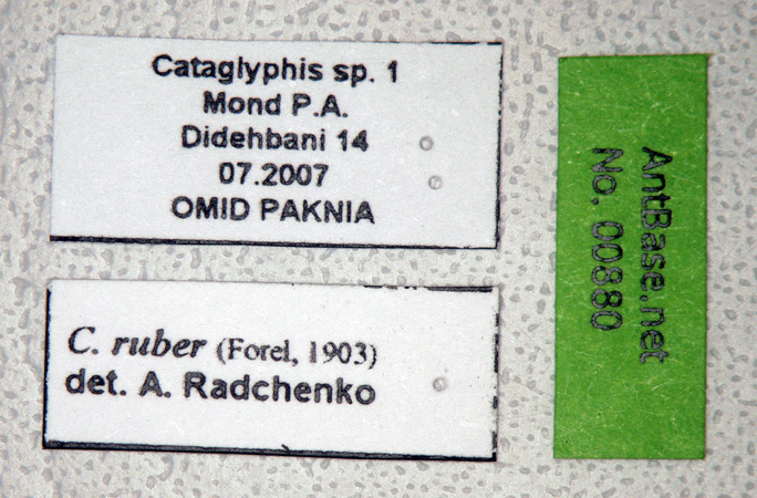 Cataglyphis ruber label