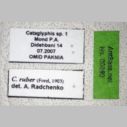 Cataglyphis ruber Forel, 1903 label