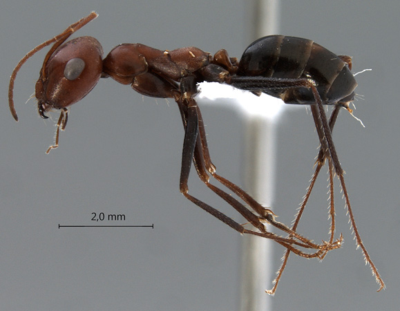 Cataglyphis ruber lateral