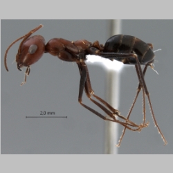 Cataglyphis ruber Forel, 1903 lateral
