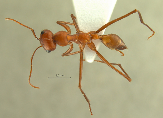 Cataglyphis setipes dorsal