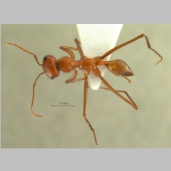 Cataglyphis setipes Forel, 1894 dorsal