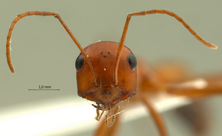 Cataglyphis setipes frontal