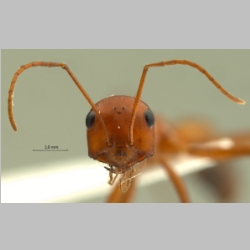 Cataglyphis setipes Forel, 1894 frontal