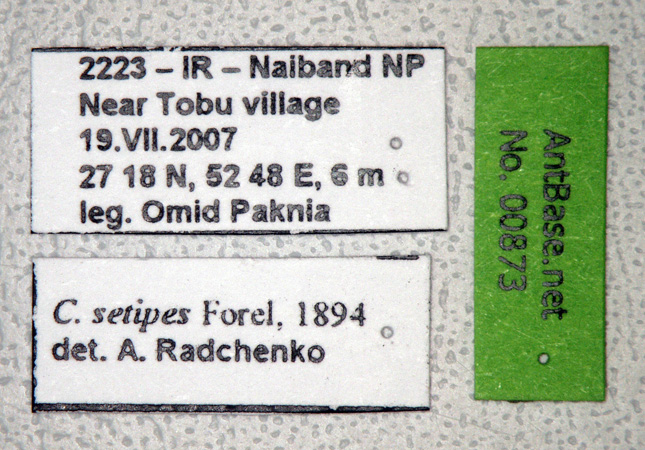 Cataglyphis setipes label