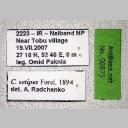 Cataglyphis setipes Forel, 1894 label