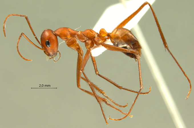 Cataglyphis setipes lateral