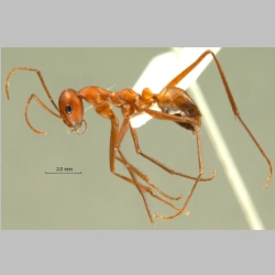 Cataglyphis setipes Forel, 1894 lateral