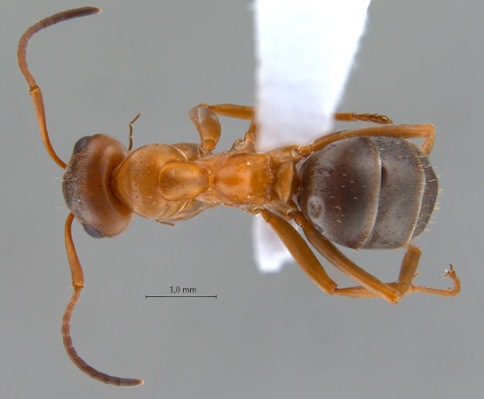 Formica clara dorsal