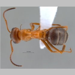 Formica clara Forel, 1886 dorsal