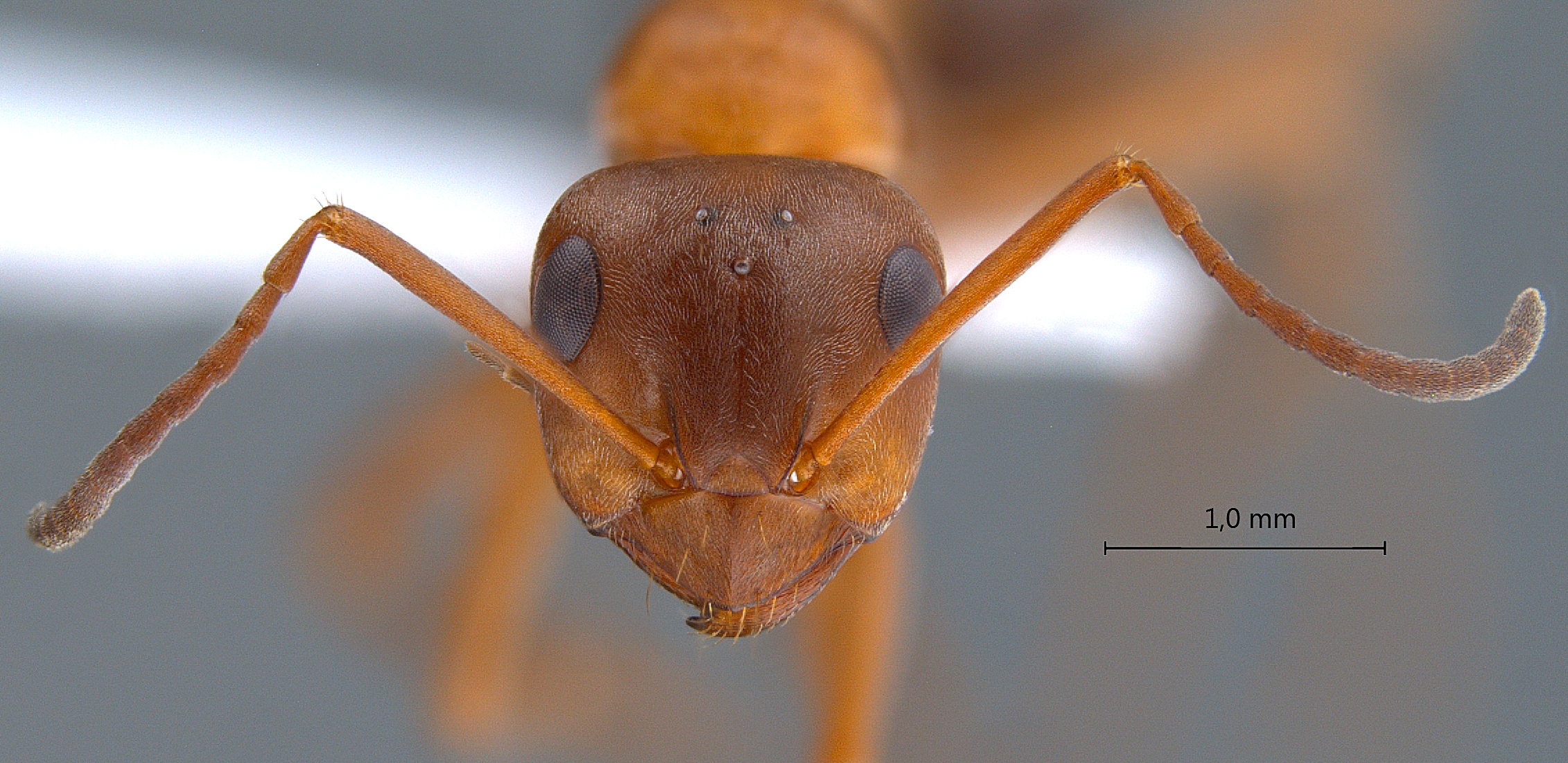 Formica clara frontal