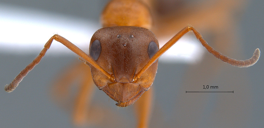 Formica clara frontal