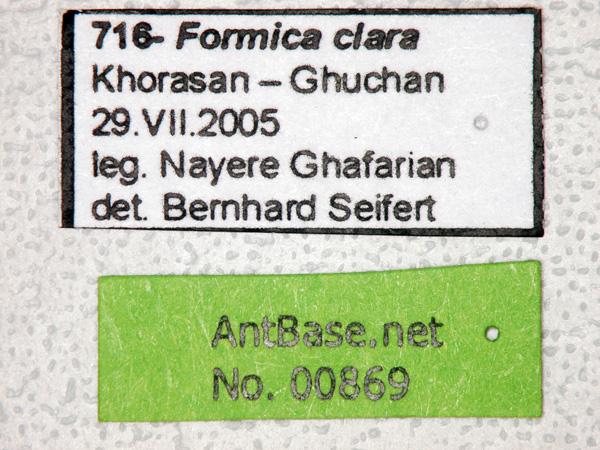Formica clara label