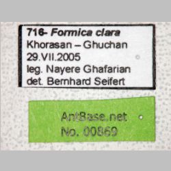 Formica clara Forel, 1886 label