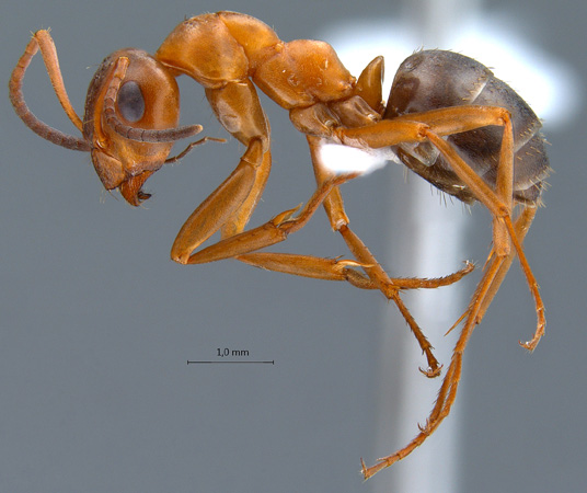 Formica clara lateral