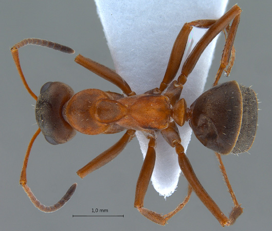Formica lusatica dorsal