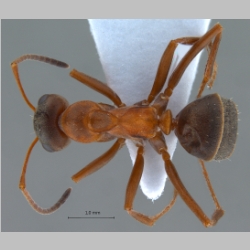 Formica lusatica Seifert, 1997 dorsal