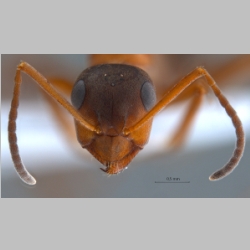 Formica lusatica Seifert, 1997 frontal
