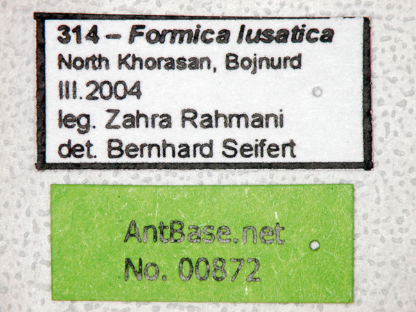 Formica lusatica label