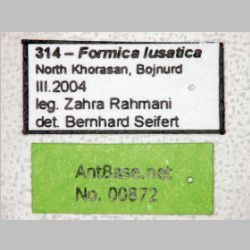 Formica lusatica Seifert, 1997 label