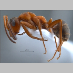 Formica lusatica Seifert, 1997 lateral