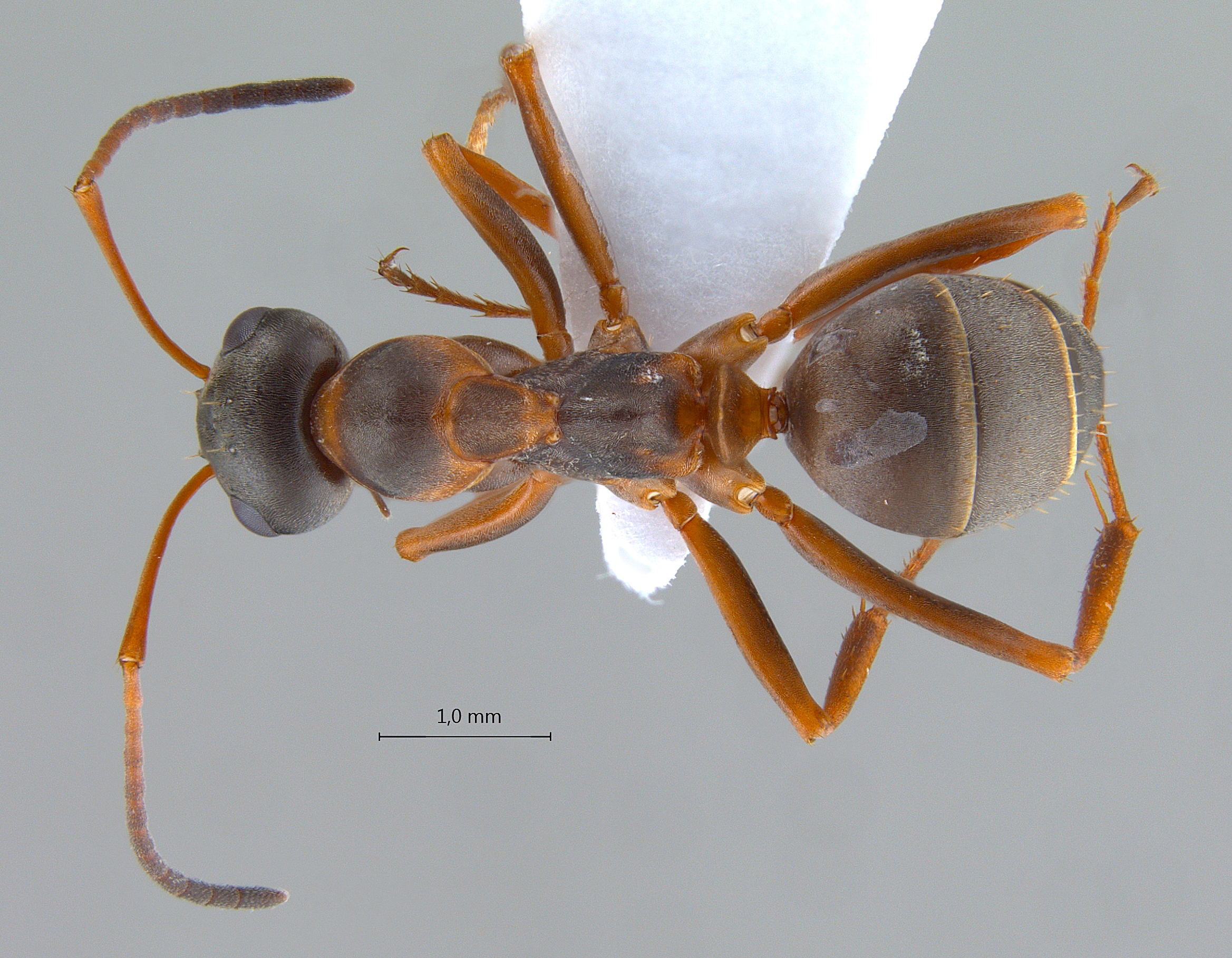 Formica persica dorsal