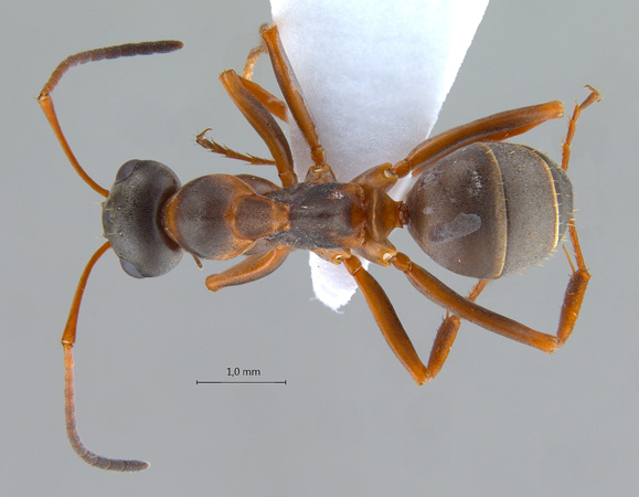 Formica persica dorsal