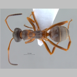 Formica persica Seifert & Schultz, 2009 dorsal