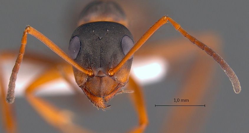 Formica persica frontal