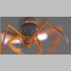 Formica persica Seifert & Schultz, 2009 frontal