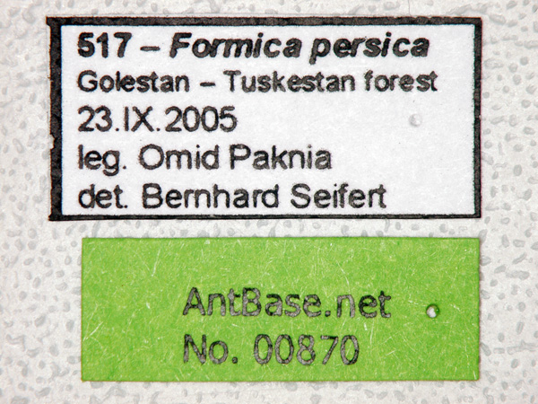 Formica persica label