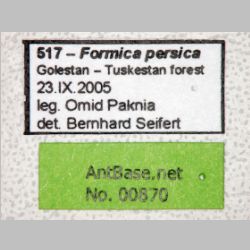 Formica persica Seifert & Schultz, 2009 label