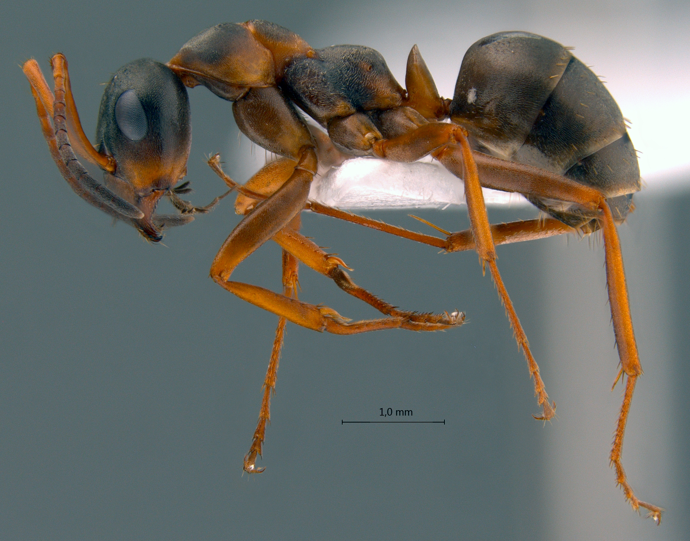 Formica persica lateral