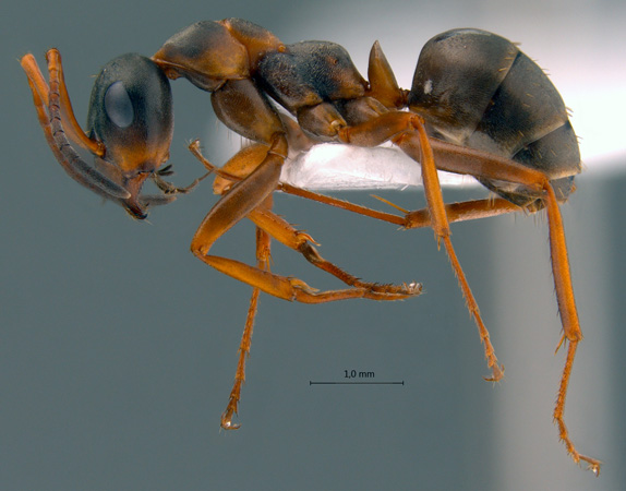 Formica persica lateral