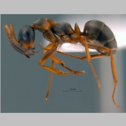 Formica persica Seifert & Schultz, 2009 lateral
