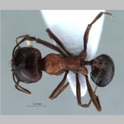 Messor denticulatus Santschi, 1927 dorsal