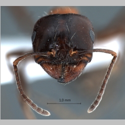 Messor denticulatus Santschi, 1927 frontal