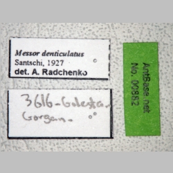 Messor denticulatus Santschi, 1927 label