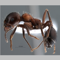 Messor denticulatus Santschi, 1927 lateral