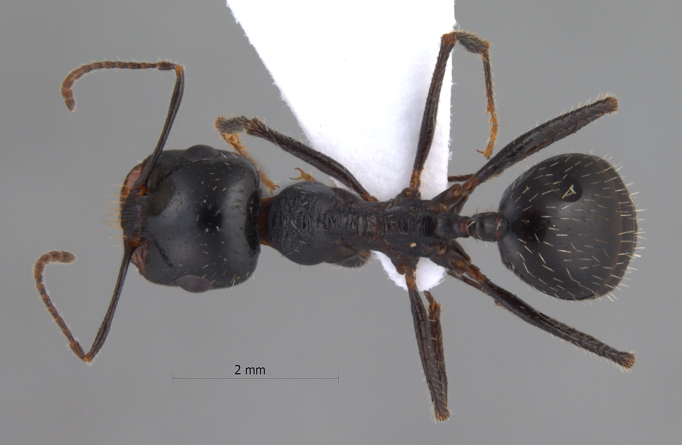 Messor excursionis dorsal