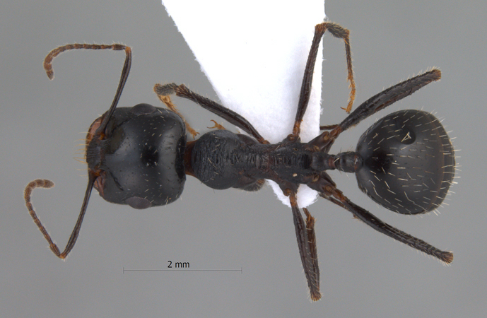 Messor excursionis dorsal
