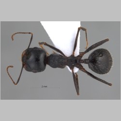 Messor excursionis Ruzsky, 1905 dorsal